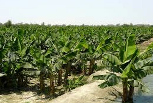 هدف‌گذاری اصلاح و توسعه بیش از ۱۲ هزار هکتار باغات گرمسیری