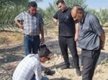 تست شناسایی آفت سرخرطومی حنایی خرما با هوش مصنوعی