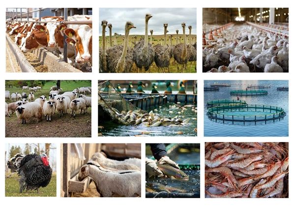 ۵۱ هزار میلیارد ریال تسهیلات برای تامین گوشت سبد غذایی خانوارها