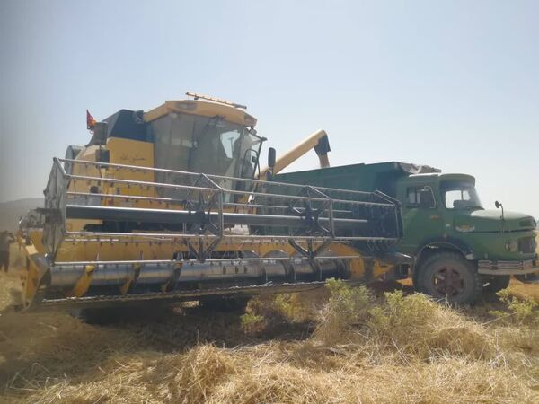 آغاز برداشت گندم از مزارع فسا