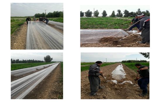 کشت سبزی و صیفی در شهرستان مهران آغاز شد