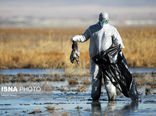 موردی از آنفلوانزای پرندگان در همدان مشاهده نشد