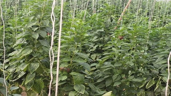 واحد گلخانه ای رویای سبز در شهر فرخشهر به بهره برداری رسید