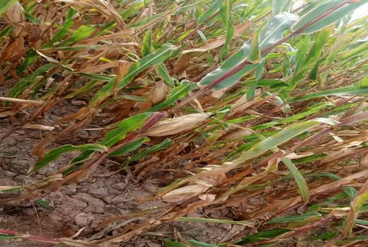 آغاز برداشت مزارع ذرت در شهرستان دهلران