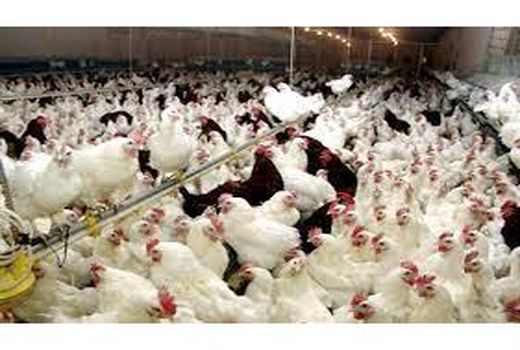 احداث واحد مرغ مادر گوشتی در ساری/افزایش چهار میلیون قطعه ای تولید جوجه