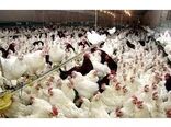 احداث واحد مرغ مادر گوشتی در ساری/افزایش چهار میلیون قطعه ای تولید جوجه