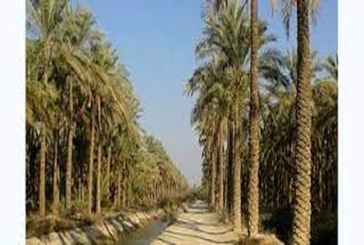 توسعه ارزآوری اقتصادی با اجرای طرح جامع نخیلات در شادگان