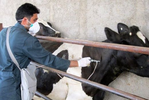 انتشار گازهای گلخانه‌ای با واکسیناسیون دام و طیور کاهش می‌یابد