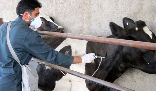 انتشار گازهای گلخانه‌ای با واکسیناسیون دام و طیور کاهش می‌یابد