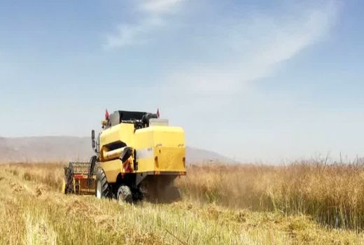 پیش‌بینی تولید ۵۰۰ تن کلزا در شهرستان فسا 