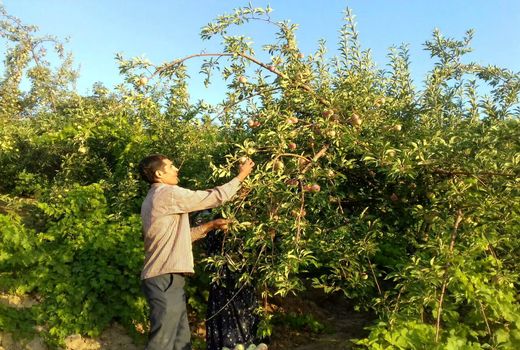 پیش‌بینی برداشت بیش از یک هزارتن سیب گلاب در باغات شهرستان اردل