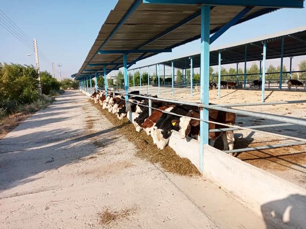 ورود اولین سری گاو سمینتال به مجتمع گاو شیری دهنگ