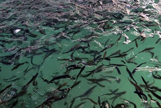 ۵۰ هزار قطعه بچه ماهی در منابع آبی بانه رهاسازی شد