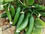 آغاز برداشت خیار پاییزه در قیروکارزین