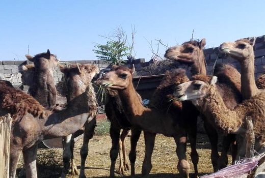 احداث مرکز به نژادی و تولید تکثیر 