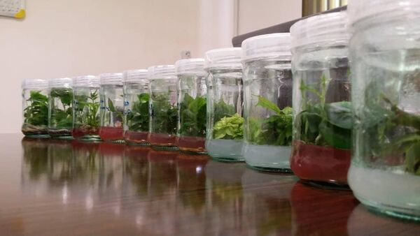  آغاز به کار نخستین واحد تولید پایه‌های رویشی نهال به روش کشت بافت در شهرکرد