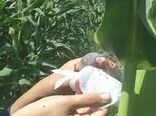 انجام مبارزه بیولوژیک علیه کرم برگخوار ذرت در سطح ۳۰۰ هکتار از مزارع ذرت شهرستان دهلران