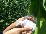 انجام مبارزه بیولوژیک علیه کرم برگخوار ذرت در سطح ۳۰۰ هکتار از مزارع ذرت شهرستان دهلران