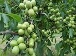 گردو تویسرکان وارد بورس می شود 