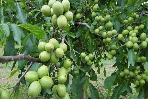 گردو تویسرکان وارد بورس می شود 