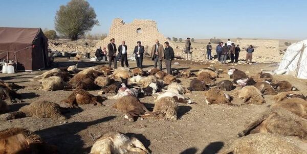 برآورد خسارت 30 میلیارد تومانی زلزله به بخش کشاورزی آذربایجان شرقی 