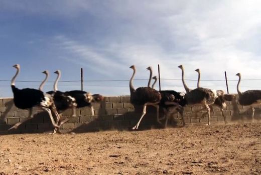 دریافت مجوز برای احداث واحدپرورش شتر مرغ در اصفهان