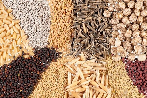 توزیع ۱۰ هزار تن بذر اصلاح شده دراصفهان/ افزایش قیمت کودهای وارداتی