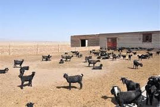 سربیشه قطب تولید کرک