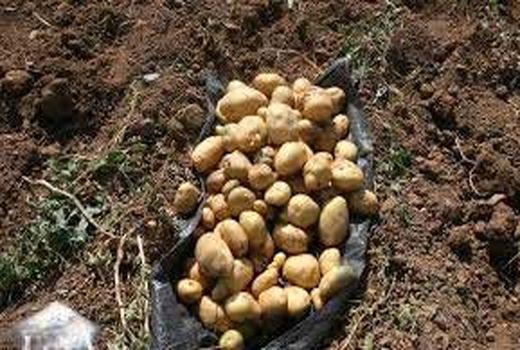 برداشت سیب زمینی از سطح 300 هکتارمزارع در شهرستان بردسیر