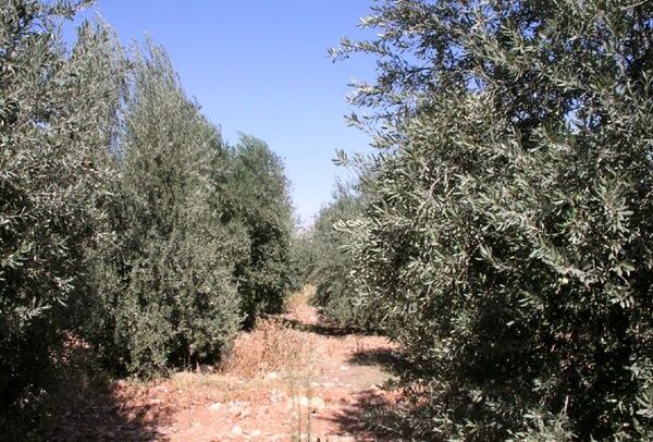 برداشت ۲ هزار و ٢٠٠ تن زیتون از سطح ۵۳۰ هکتار باغات بارور زیتون استان لرستان