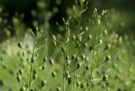 ۴۰هکتار کاملینا در ارسنجان کشت شد