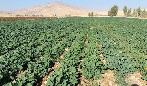 پایان کشت کلزا در شهرستان زرین دشت