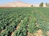 پایان کشت کلزا در شهرستان زرین دشت