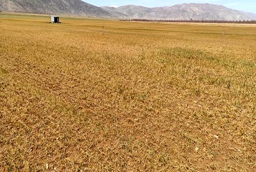 سرما به بخش کشاورزی اقلید خسارت میلیاردی وارد کرد