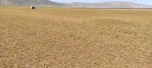 سرما به بخش کشاورزی اقلید خسارت میلیاردی وارد کرد