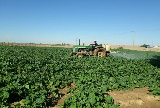 آغاز مبارزه شیمیایی در مزارع کلزای شهرستان دهلران