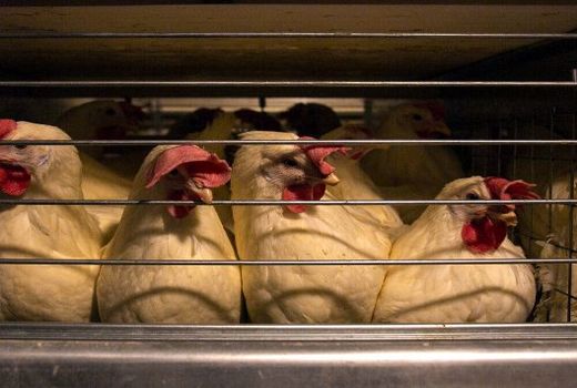 شیروان قطب پرورش طیور در خراسان شمالی