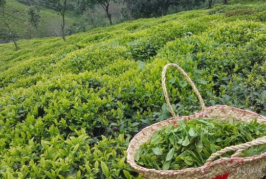خرید تضمینی بیش از 140 هزار تن  چای تا پایان مهر ماه سال جاری