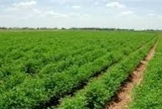 حاصلخیزی خاک در حمیدیه با کشت ماش