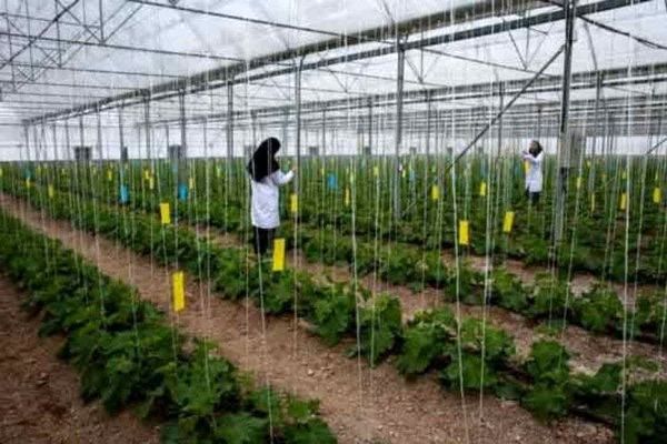 پرداخت بیش از ۱۲۷ میلیارد تومان تسهیلات به کشاورزان قزوینی