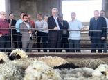 بازدید معاون وزیر جهاد کشاورزی از شرکت مهرگستر سیمرغ گوشت زیاران با هدف بررسی ظرفیت تولید و رفع موانع