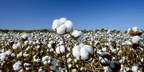 فارس همچنان در صدر تولید پنبه کشور