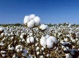 فارس همچنان در صدر تولید پنبه کشور