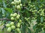 اجرای طرح سرشاخه‌کاری در باغات گردو اسدآباد