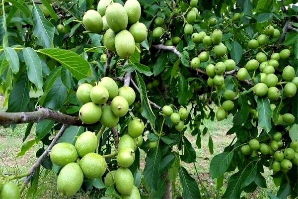 اجرای طرح سرشاخه‌کاری در باغات گردو اسدآباد