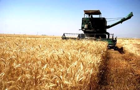  آغاز برداشت گندم از مزارع کازرون