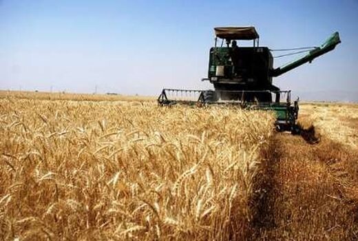  آغاز برداشت گندم از مزارع کازرون