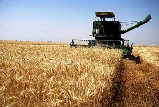  آغاز برداشت گندم از مزارع کازرون