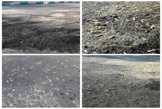 مبارزه با آفت ملخ در مراتع تیران و کرون