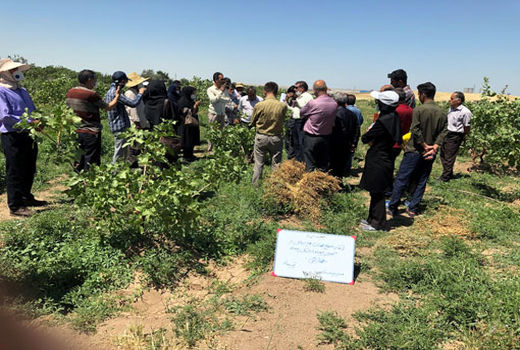 برگزاری دوره مهارتی ارتقاء سطح مهارت بهره برداران در خصوص پیوند درختان پسته در شهرستان بناب